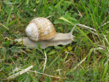 monster snails by newlands corner - helix pomatia