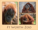 Ft. Worth Zoo