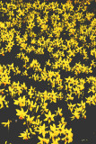 daffodils 5 .jpg
