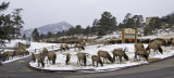 z P1070048 Elk snack at Brynwood.jpg