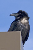 zP1040060 Raven with white in late afternoon sunlight.jpg