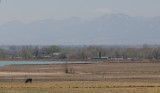 zP1040353 Cow eats pollution-tainted grass - Haze over Boulder Colorado.jpg