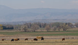 zP1040356 Cows eat polluted grass and breath polluted air east of Lyons Colorado.jpg