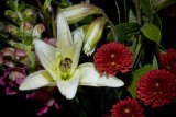 IMG_00049enh.jpg