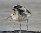 willet western BRD6793.jpg