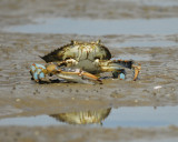 blue crab BRD6568.jpg