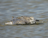 willet western BRD6673.jpg