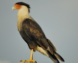 crested caracara BRD7786.jpg