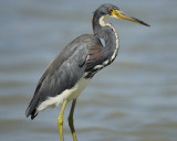 tricolored heron BRD9557.jpg