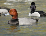 redhead BRD6482.jpg