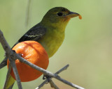 western tanager BRD2355.jpg