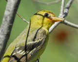 western tanager BRD2340.jpg