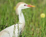 cattle egret BRD3935.jpg