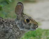 cottontail rabbit BRD5419.jpg