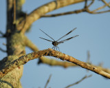 dragonfly BRD6869.jpg