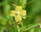 shrubby water primrose BRD8251.jpg