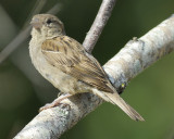 house sparrow BRD8213.jpg