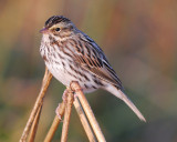 savannah sparrow BRD6617.jpg