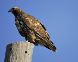 red-tailed hawk BRD6158.jpg
