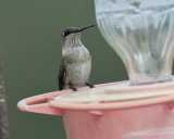 broad-tailed hummingbird BRD6029.jpg