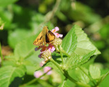 skipper BRD3049.jpg