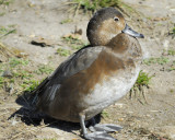 redhead BRD7789.jpg