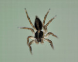 jumping spider DSC1576.jpg