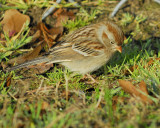 field sparrow BRD9062.jpg