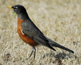 american robin BRD9997.jpg