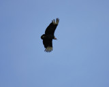 black vulture BRD1511.jpg