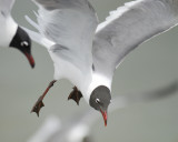 laughing gull BRD1788.jpg