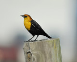 yellow-headed blackbird BRD2073.jpg