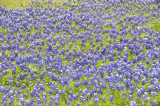 wildflowers DSC1654.jpg