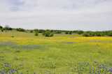 wildflowers DSC1669.jpg