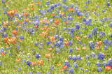 wildflowers DSC1675.jpg