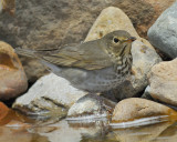 swainsons thrush BRD3721.jpg