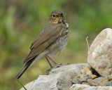 swainsons thrush BRD3853.jpg
