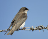 tree swallow BRD2808.jpg