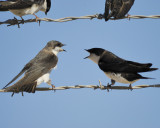 tree swallow BRD2795.jpg