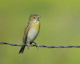 dickcissel BRD3258.jpg