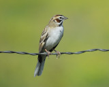 lark sparrow BRD3238.jpg
