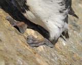 common murre BRD4142.jpg