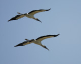 wood stork SCO7810.jpg