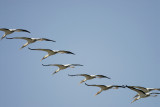 wood stork SCO7808.jpg