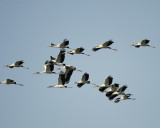 wood stork SCO7801.jpg