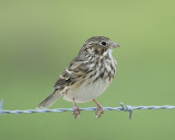 vesper sparrow BRD1038.jpg