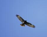 red-tailed hawk BRD1896.jpg