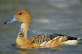 fulvous whistling duck BRD2000.jpg