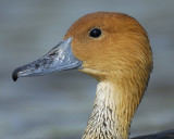 fulvous whistling duck BRD1966.jpg