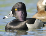 ring-necked duck BRD1860.jpg